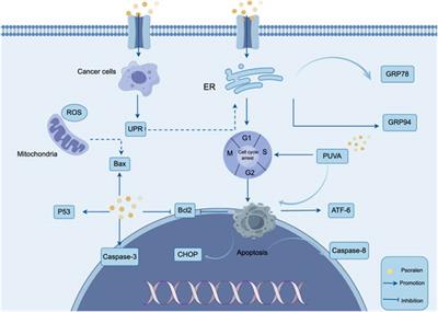 Anti-tumor effect and hepatotoxicity mechanisms of psoralen